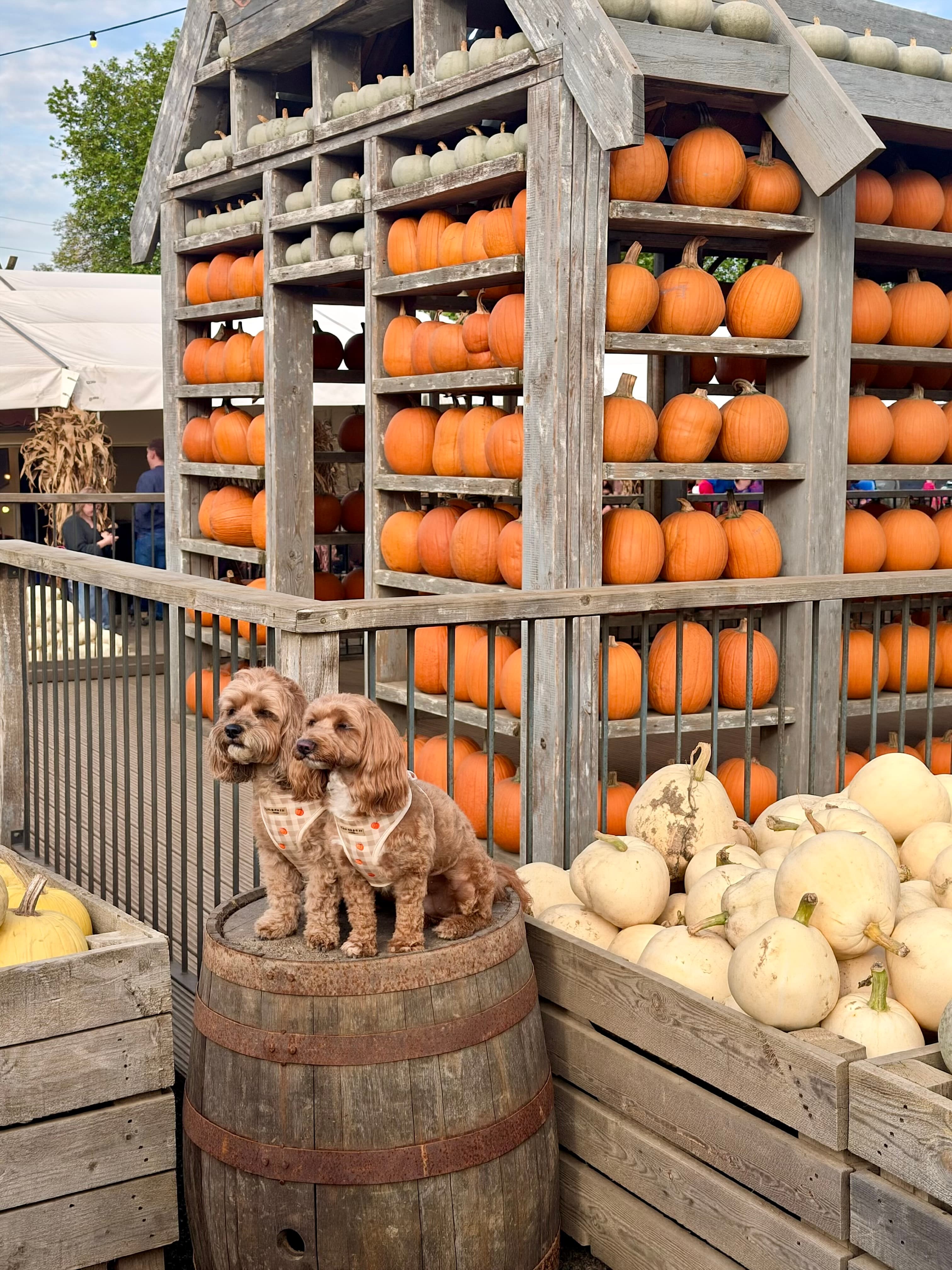 Two doodles in gingham bandanas on a barrel in front of shelves of pumpkins