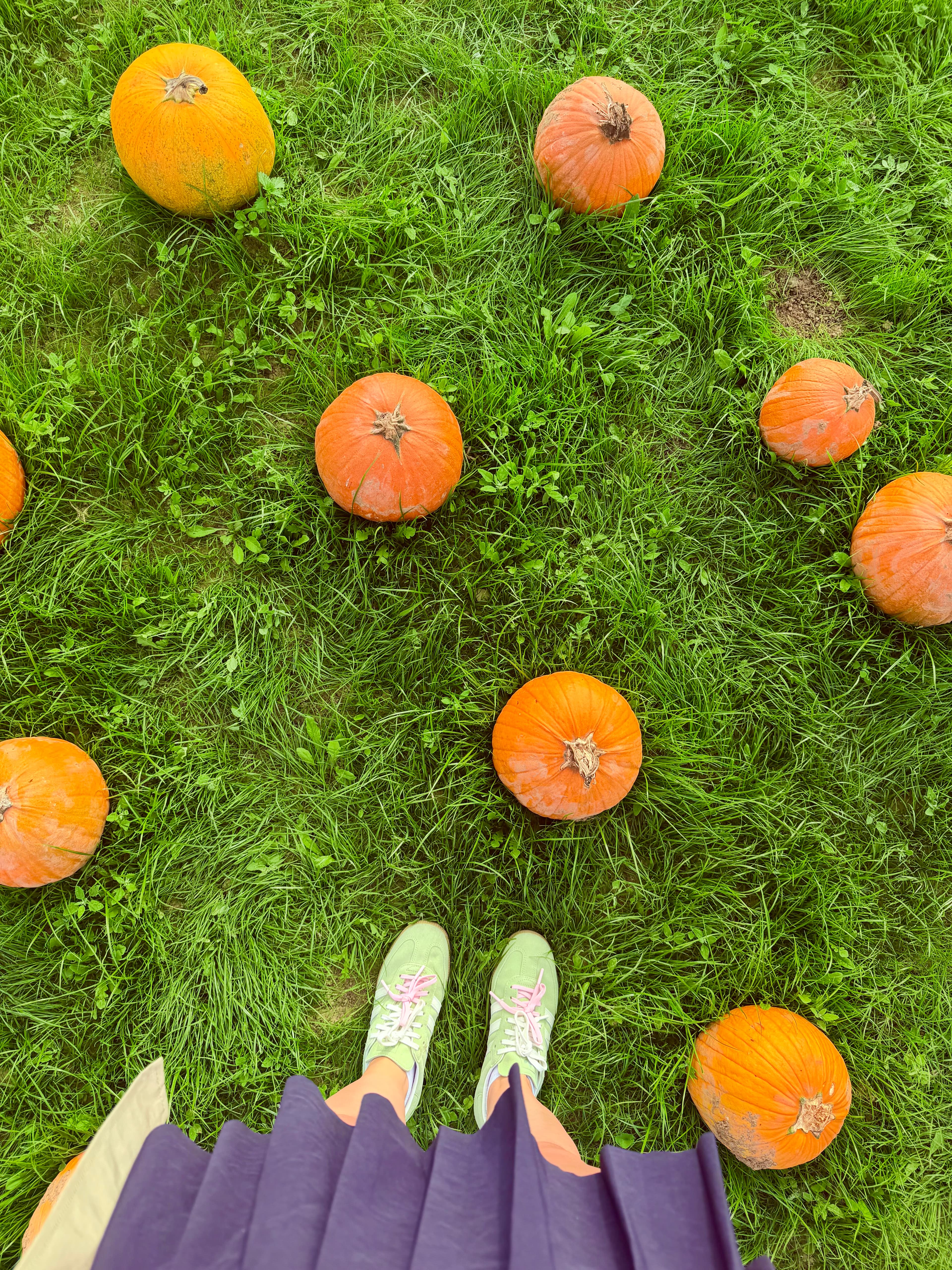Looking down at pumpkins in the grass around my trainers