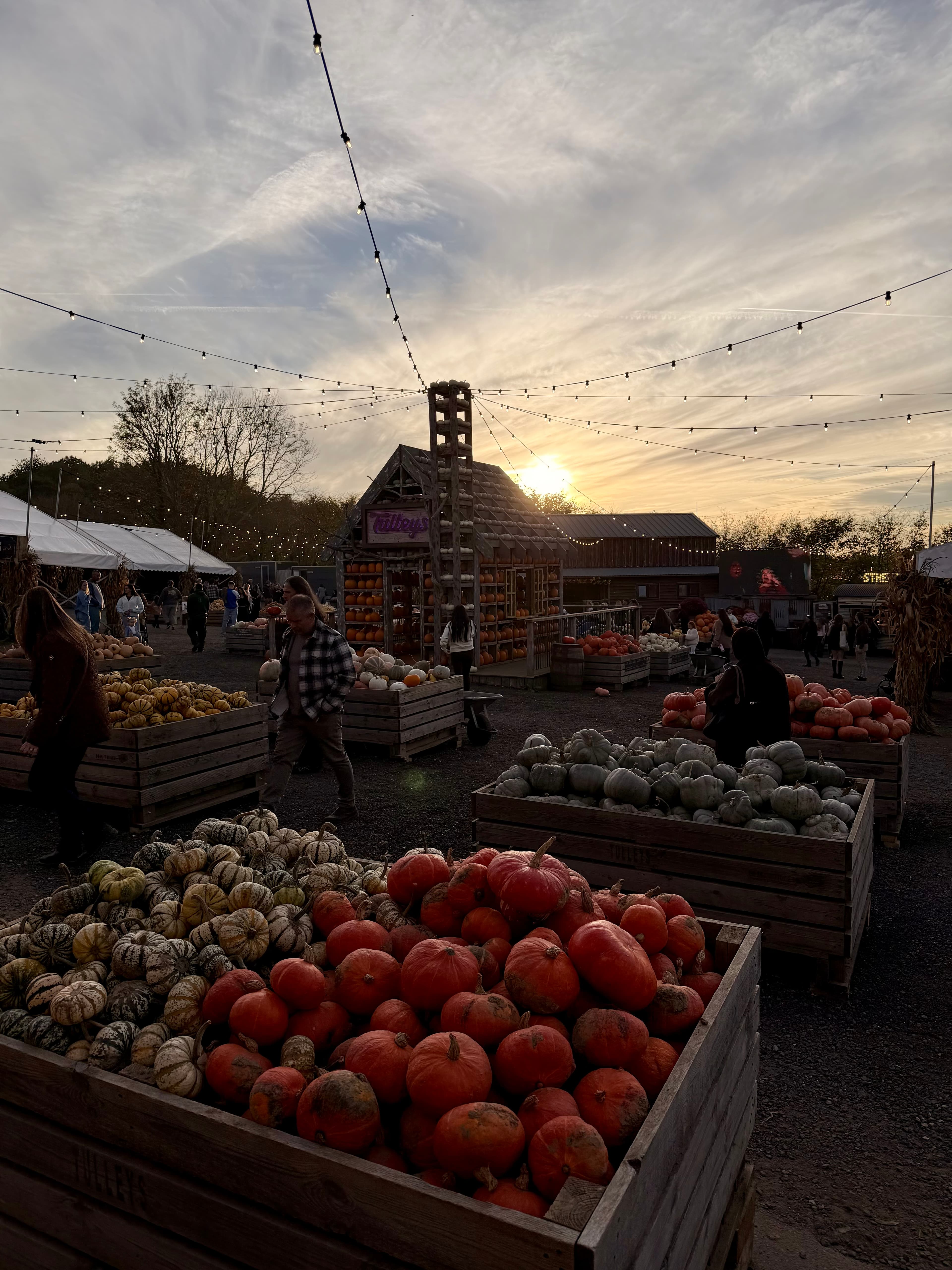 Crates of pumpkins under festoon lights at sunset